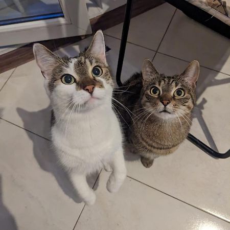 Sweet Home & Sweet Cats & Fast Internet Вроцлав Екстер'єр фото